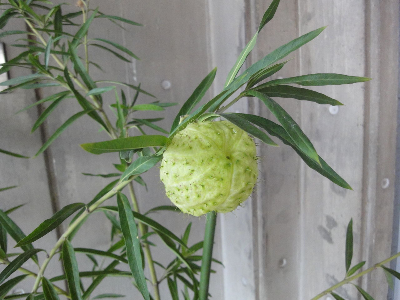 花言葉は いっぱいの夢 やなぜ苑 スタッフブログ