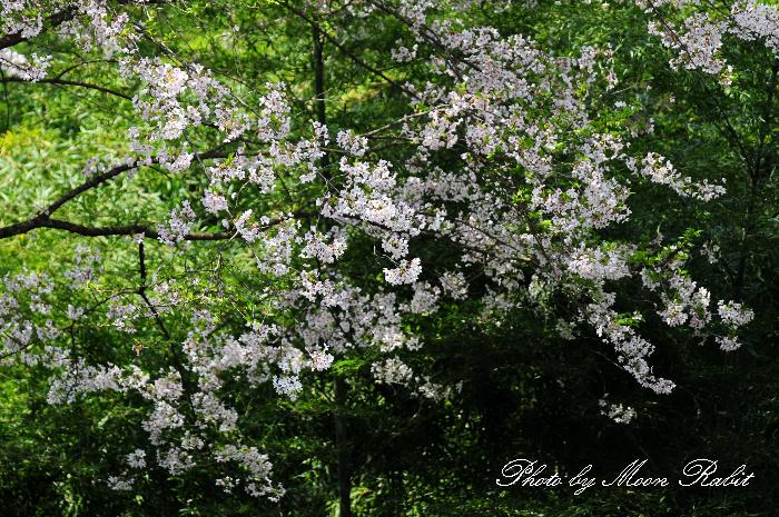 黒瀬ダム公園 黒瀬湖の桜と竹林 愛媛県西条市黒瀬乙 異景 黒瀬ダム公園 黒瀬湖の桜と竹林 愛媛県西条市黒瀬乙 異景