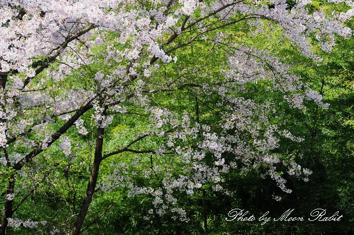 黒瀬ダム公園 黒瀬湖の桜と竹林 愛媛県西条市黒瀬乙 異景 黒瀬ダム公園 黒瀬湖の桜と竹林 愛媛県西条市黒瀬乙 異景