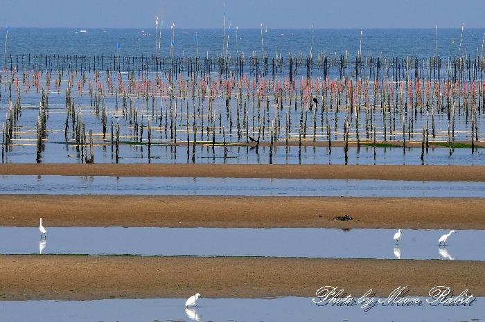 高須海岸 新川河口干潟 海苔養殖 愛媛県西条市高田高須 壬生川 異景 高須海岸 新川河口干潟 海苔養殖 愛媛県西条市高田高須 壬生川 異景