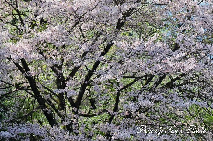 黒瀬湖 黒瀬ダム公園 桜 愛媛県西条市黒瀬 異景 黒瀬湖 黒瀬ダム公園 桜 愛媛県西条市黒瀬 異景
