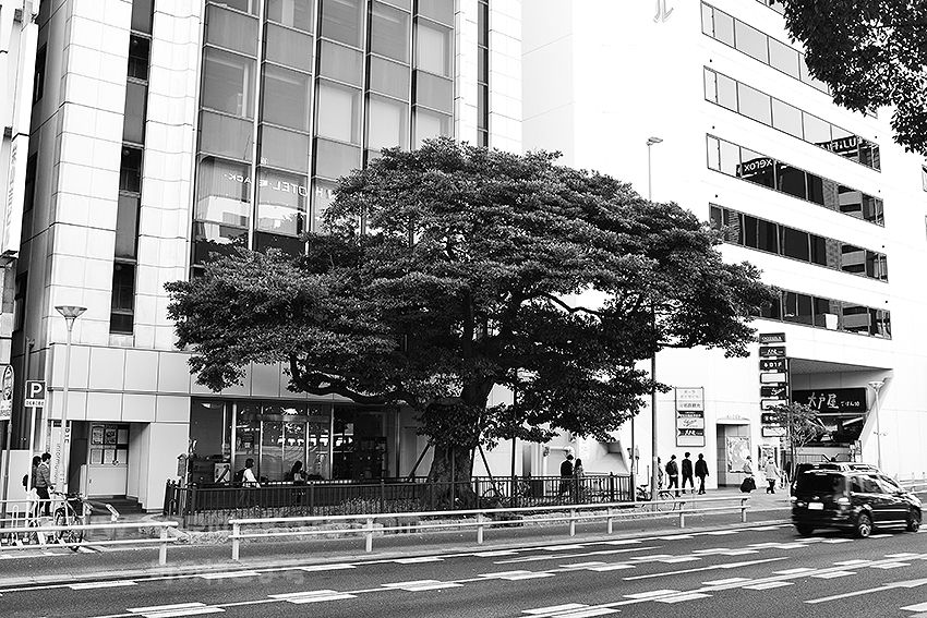 141130中区御園タブノキ3