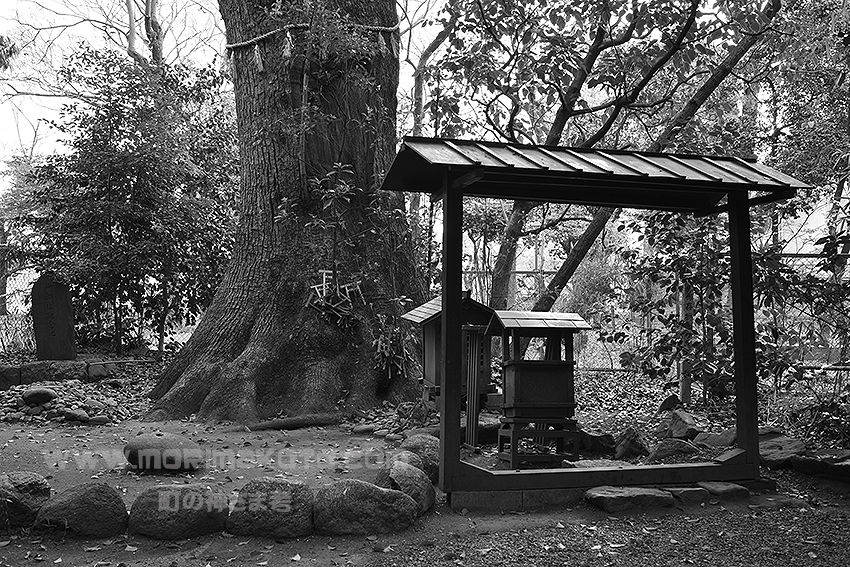 140413熱田区高蔵結御子神社1