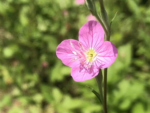 アカバナユウゲショウ 赤花夕化粧 の花 屋根さんのつぶやき アカバナユウゲショウ 赤花夕化粧 の花 屋根さんのつぶやき