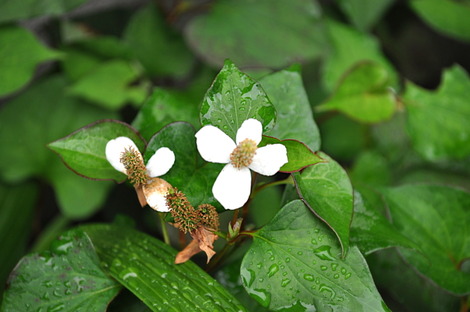 ドクダミの花 屋根さんのつぶやき