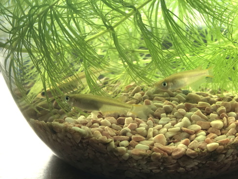 メダカと濃霧の朝と 屋根さんのつぶやき