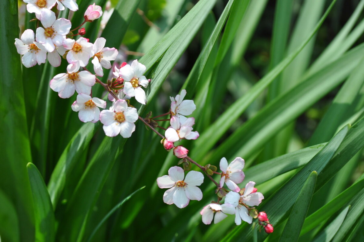 ピンクユキヤナギの花 屋根さんのつぶやき