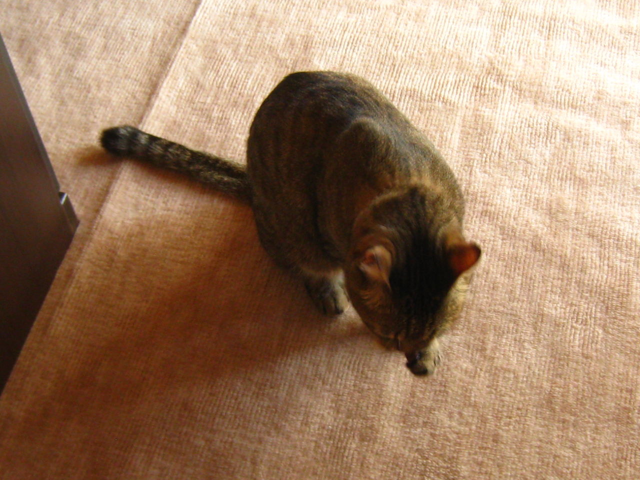 猫 血尿とバトスピ新シリーズ 新 鉱山オークの里