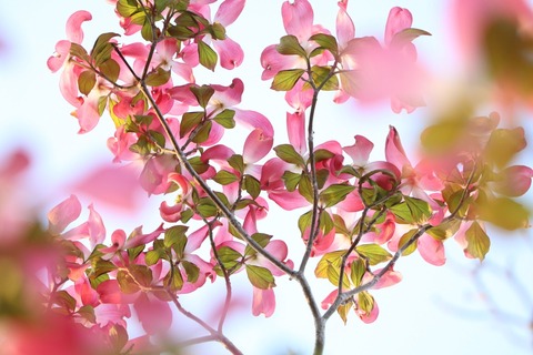 3A7DE472-579E-447B-A4D8-897C3D96D025