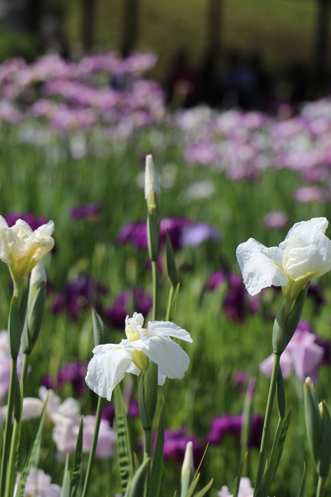 F7BD1377-DBF9-48AE-9612-D7CCA84C60FE(1)