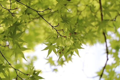 1F3C777A-B737-443E-A19F-A9725AAB06DC