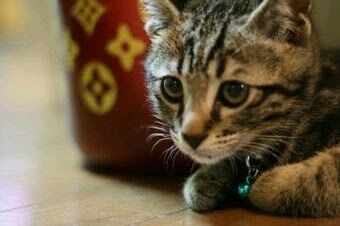 EFDA8AD1-F4D3-452B-8A45-DB0309B032AA