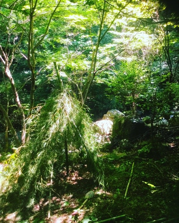 たった2つの自然のもので作れる本格的な秘密基地の作り方 ジムニーに乗ったサル たった2つの自然のもので作れる本格的な秘密基地の作り方 ジムニーに乗ったサル