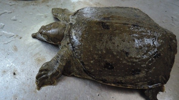 高級食材スッポンをいただいた エンペラがうますぎる ジムニーに乗ったサル