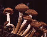 Armillaria_ostoyae