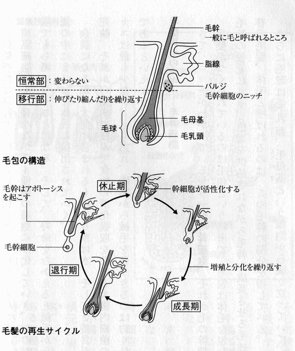 あらすじ検索サイト あたまにスッと入るあらすじ 祝ノーベル賞受賞 山中 益川教授の知性のジャムセッション 大発見 の思考法 再掲 あらすじ検索サイト あたまにスッと入るあらすじ 祝ノーベル賞受賞 山中 益川教授の知性のジャムセッション 大発見 の思考法 再掲