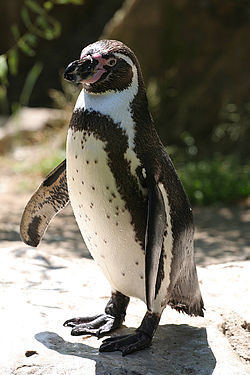 250px-Spheniscus_humboldti_-Berlin_Zoo-8a