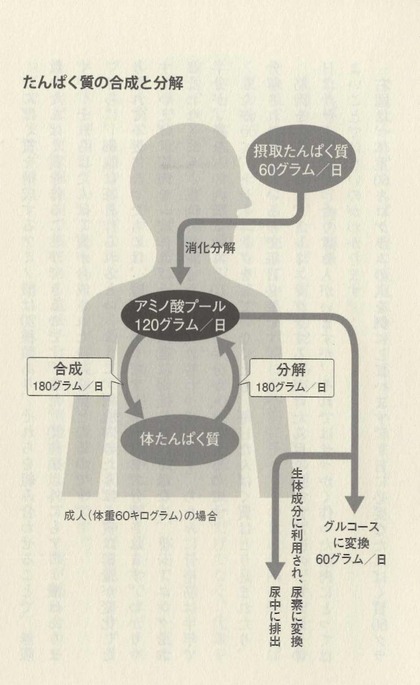 タンパク質の合成と分解