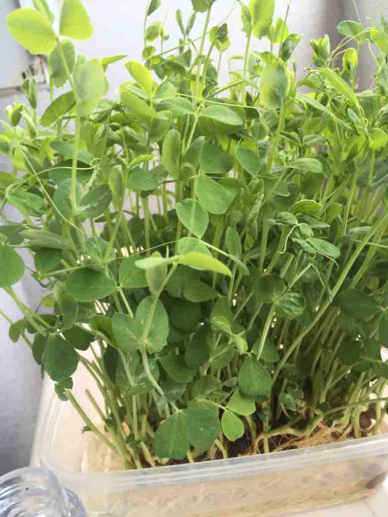 豆苗育ててます 王子様な日々 豆苗育ててます 王子様な日々