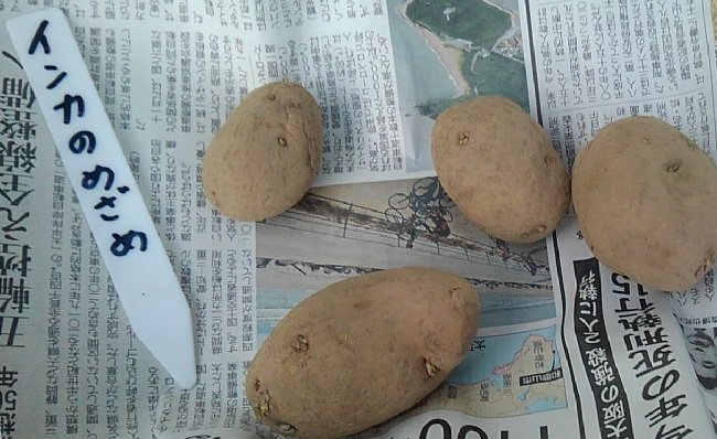 ジャガイモ3種植えました キタアカリ メークイン インカのめざめ やりたい事が多すぎる
