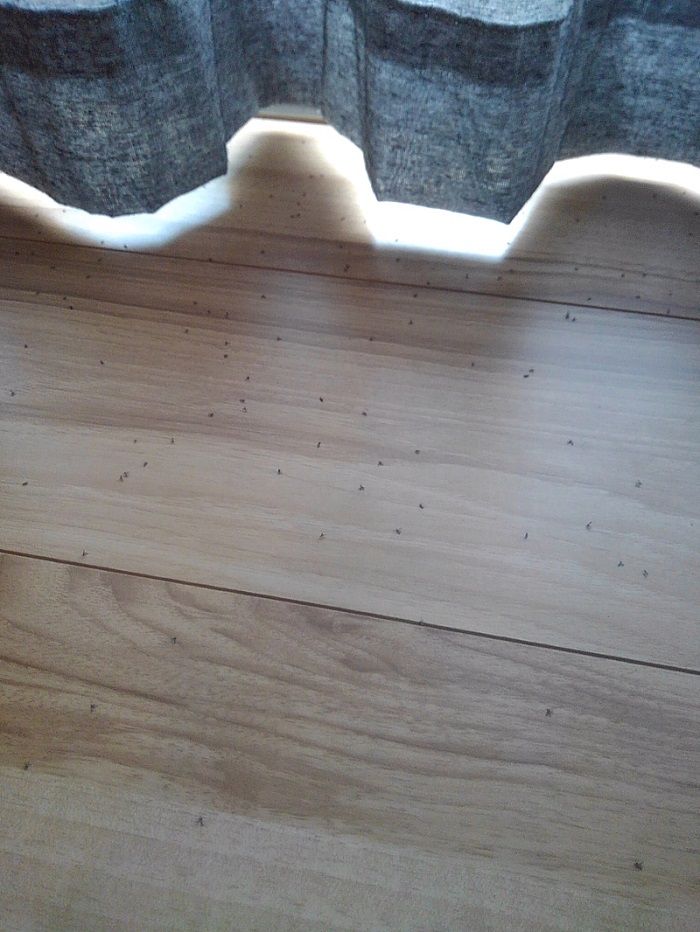 多治見虫 網戸をくぐってくる虫 クロバネキノコバエ やりたい事が多すぎる