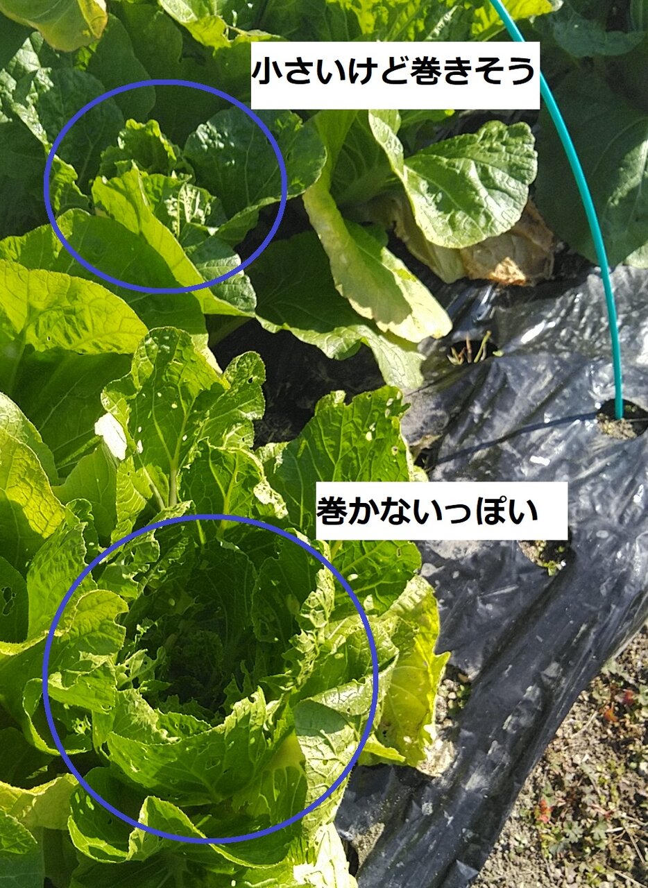 種まき培土の使い方 やりたい事が多すぎる