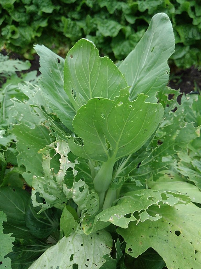 チンゲン菜の春蒔きは難しい 育て方の反省点 やりたい事が多すぎる