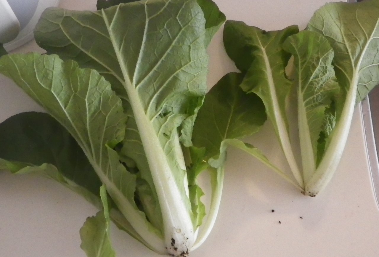 白菜の育て方 総括 やりたい事が多すぎる 白菜の育て方 総括 やりたい事が多すぎる