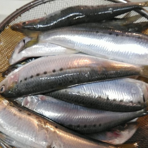 イワシのつみれ団子 犬用おやつを試作しました こなき屋 犬の無添加おやつ作っています