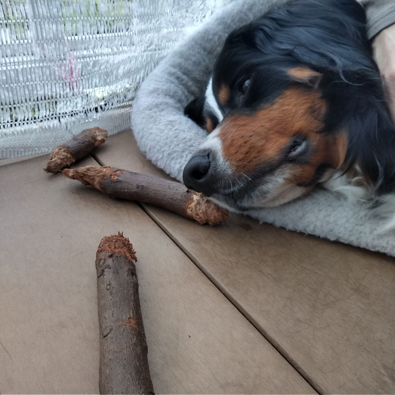 うちの犬の歯ブラシ かじり棒 こなき屋 犬の無添加おやつ作っています
