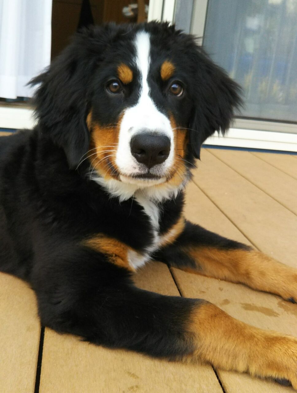 我が家の犬 バーニーズマウンテンドッグ キルシェ こなき屋 犬の無添加おやつ作っています