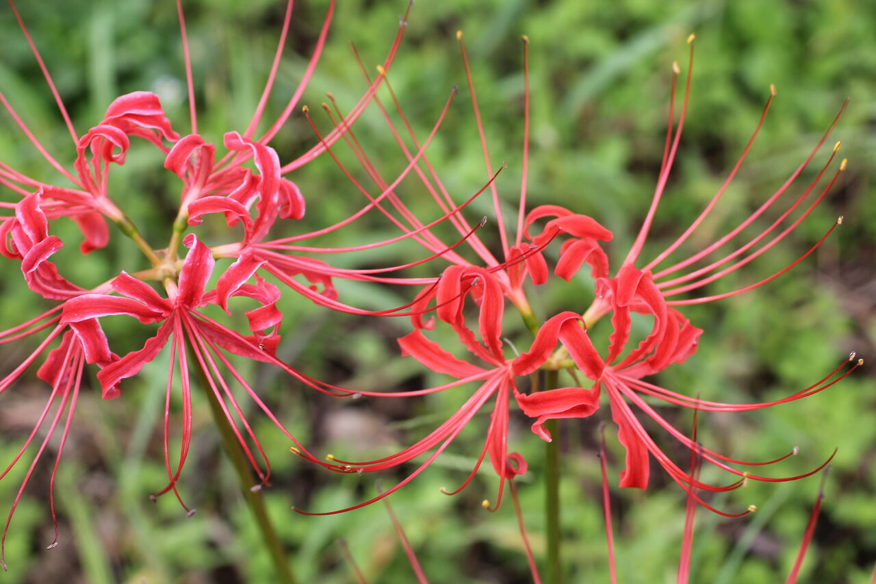 花との出会いは年に一度っきりなんですよね 田所大介の富山なんでも食遊記
