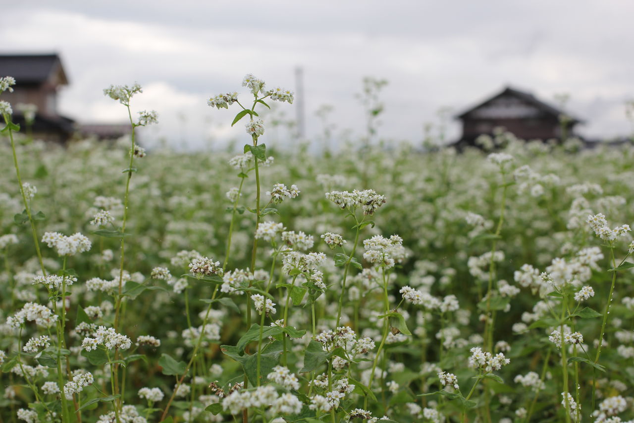 蕎麦の花の季節ですね 田所大介の富山なんでも食遊記 蕎麦の花の季節ですね 田所大介の富山なんでも食遊記