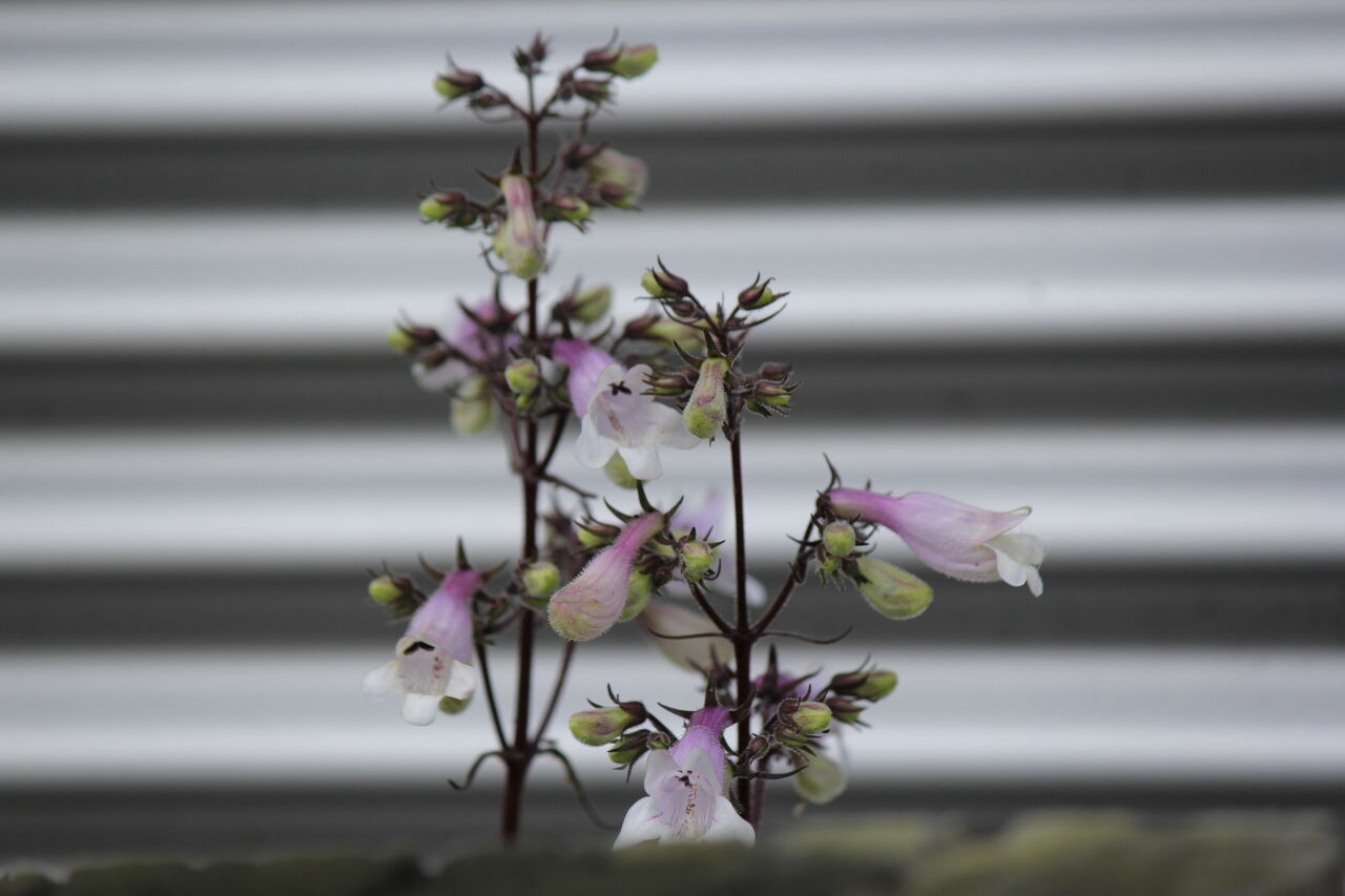お客様宅の花を撮る 田所大介の富山なんでも食遊記
