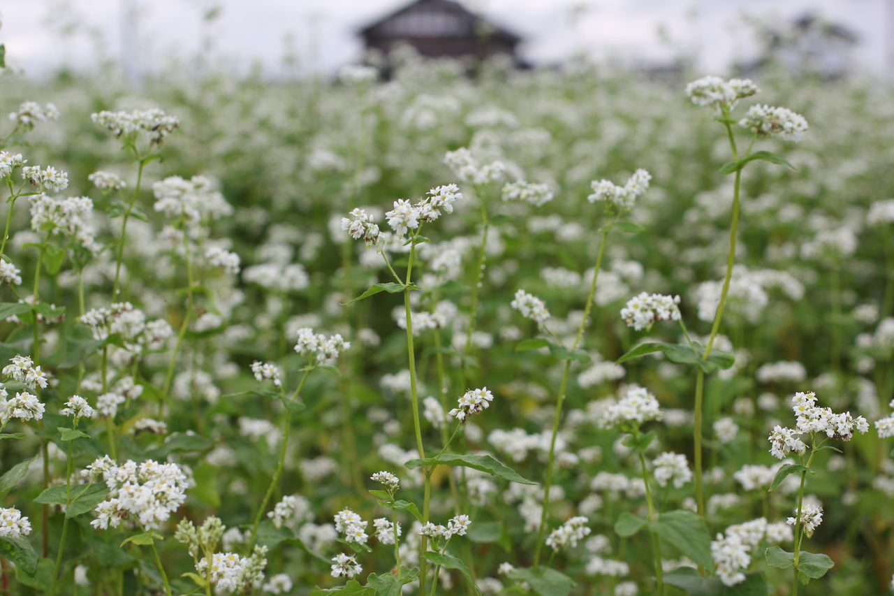 蕎麦の花の季節ですね 田所大介の富山なんでも食遊記 蕎麦の花の季節ですね 田所大介の富山なんでも食遊記