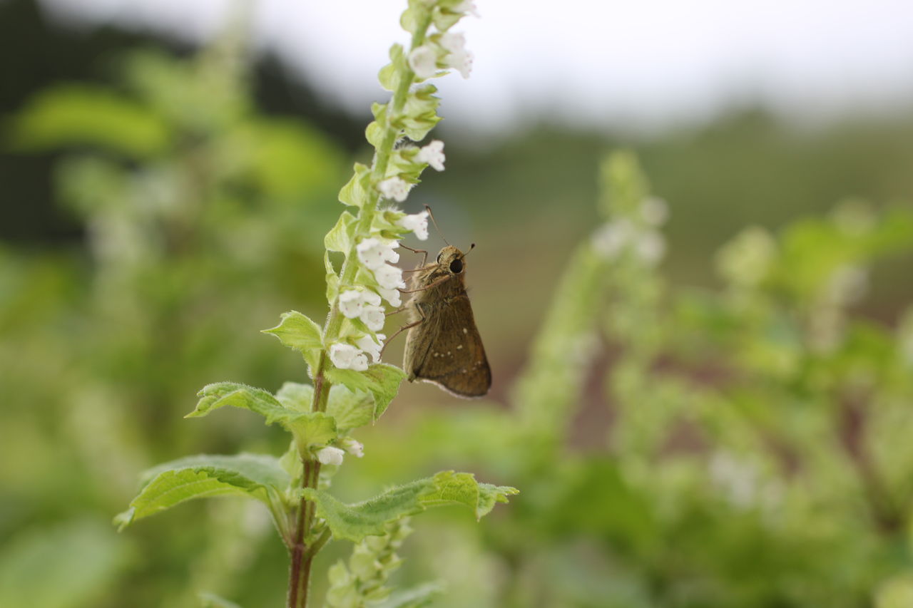 穂紫蘇は食べますか 田所大介の富山なんでも食遊記