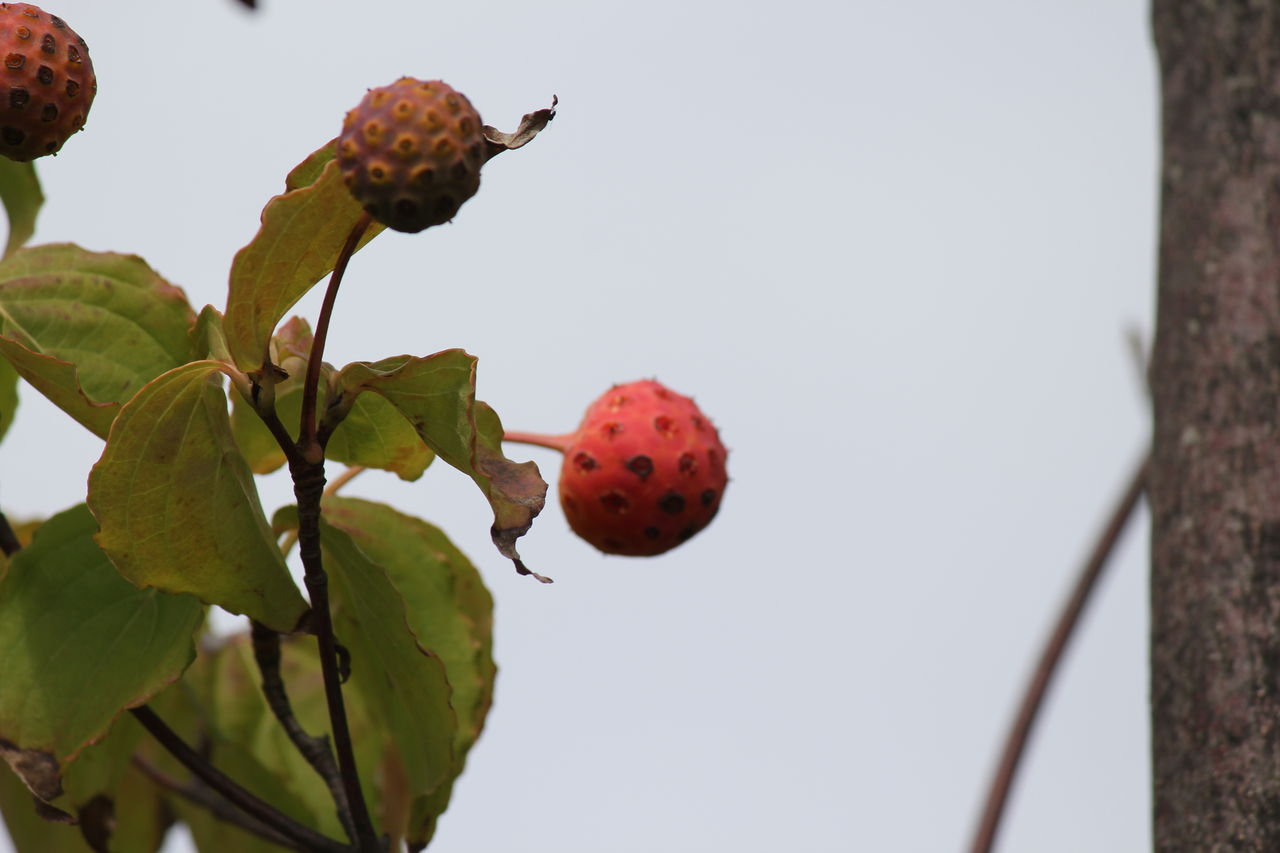 辛夷の実 山法師の実 田所大介の富山なんでも食遊記