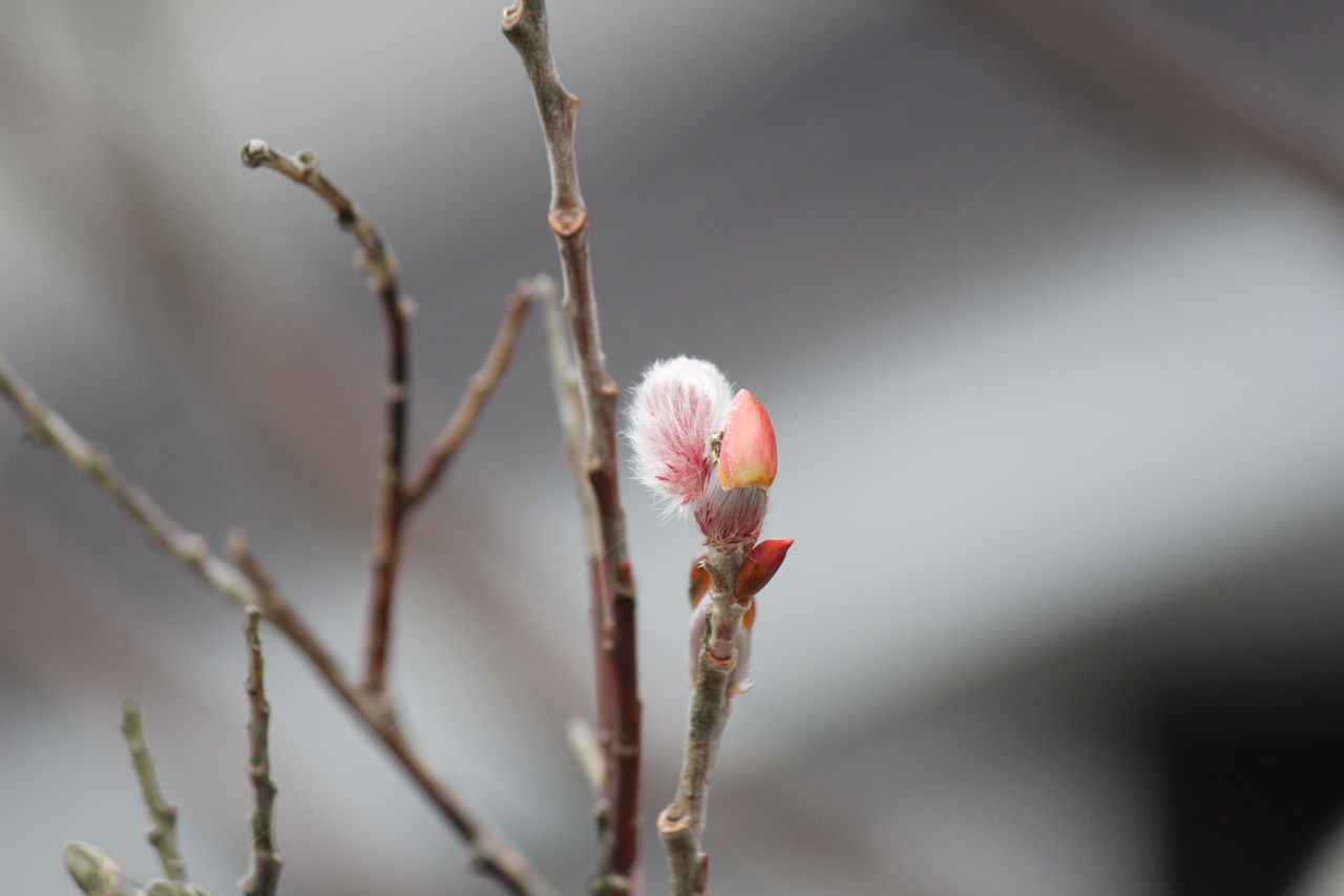 Pink Pussy Willow 田所大介の富山なんでも食遊記 Pink Pussy Willow 田所大介の富山なんでも食遊記