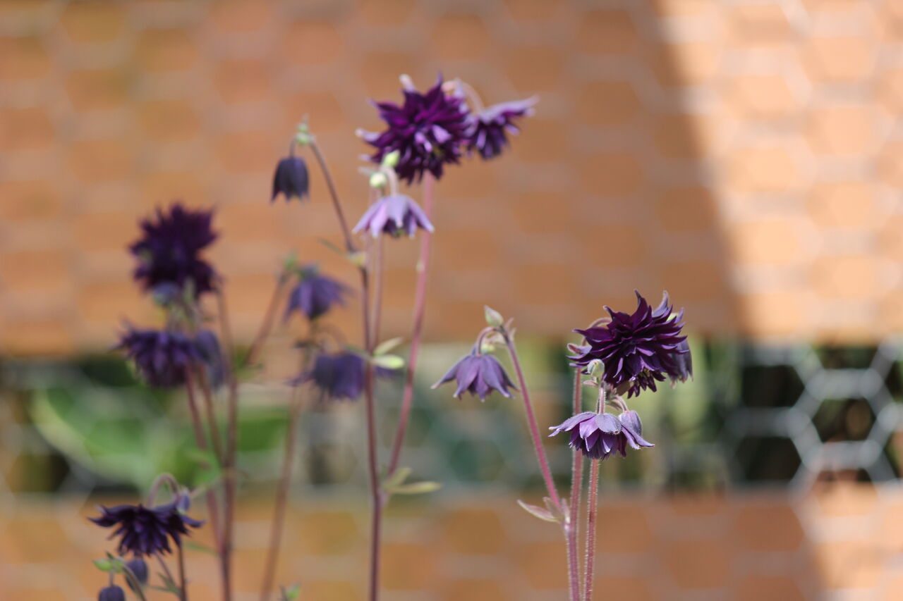 苧環 読めますか 田所大介の富山なんでも食遊記