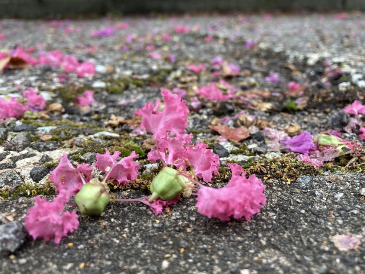 春は桜散る 夏は百日紅散る 田所大介の富山なんでも食遊記
