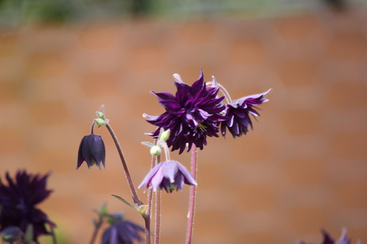 苧環 読めますか 田所大介の富山なんでも食遊記