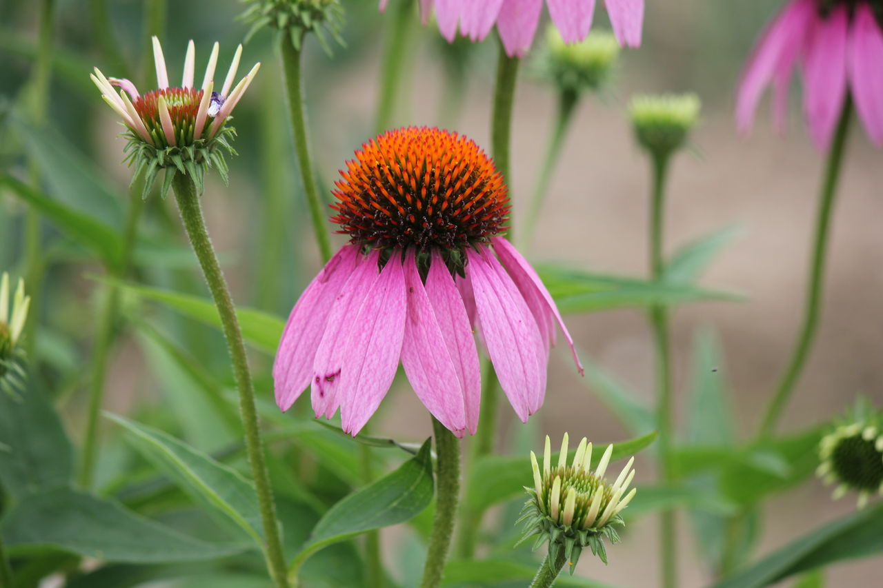 花の名前がわかる喜び 田所大介の富山なんでも食遊記