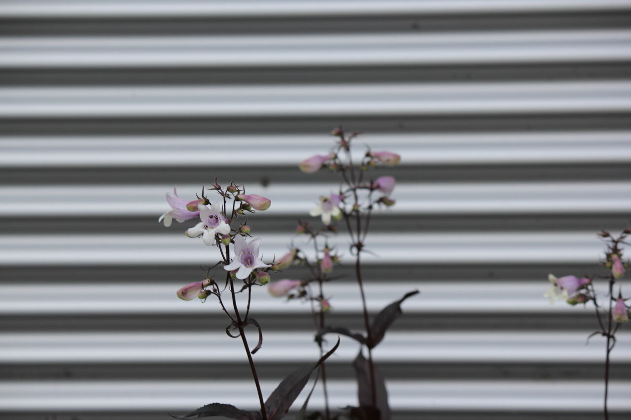 お客様宅の花を撮る 田所大介の富山なんでも食遊記