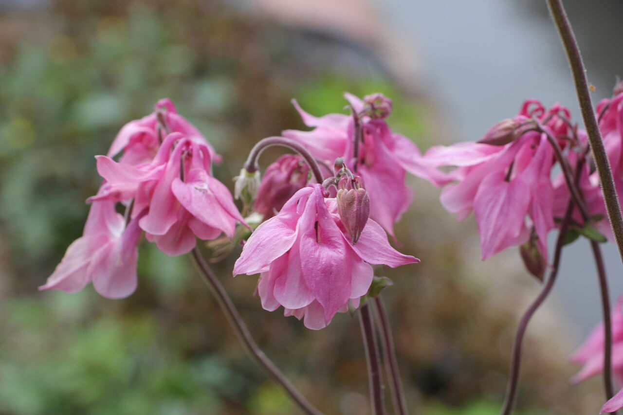 苧環 読めますか 田所大介の富山なんでも食遊記