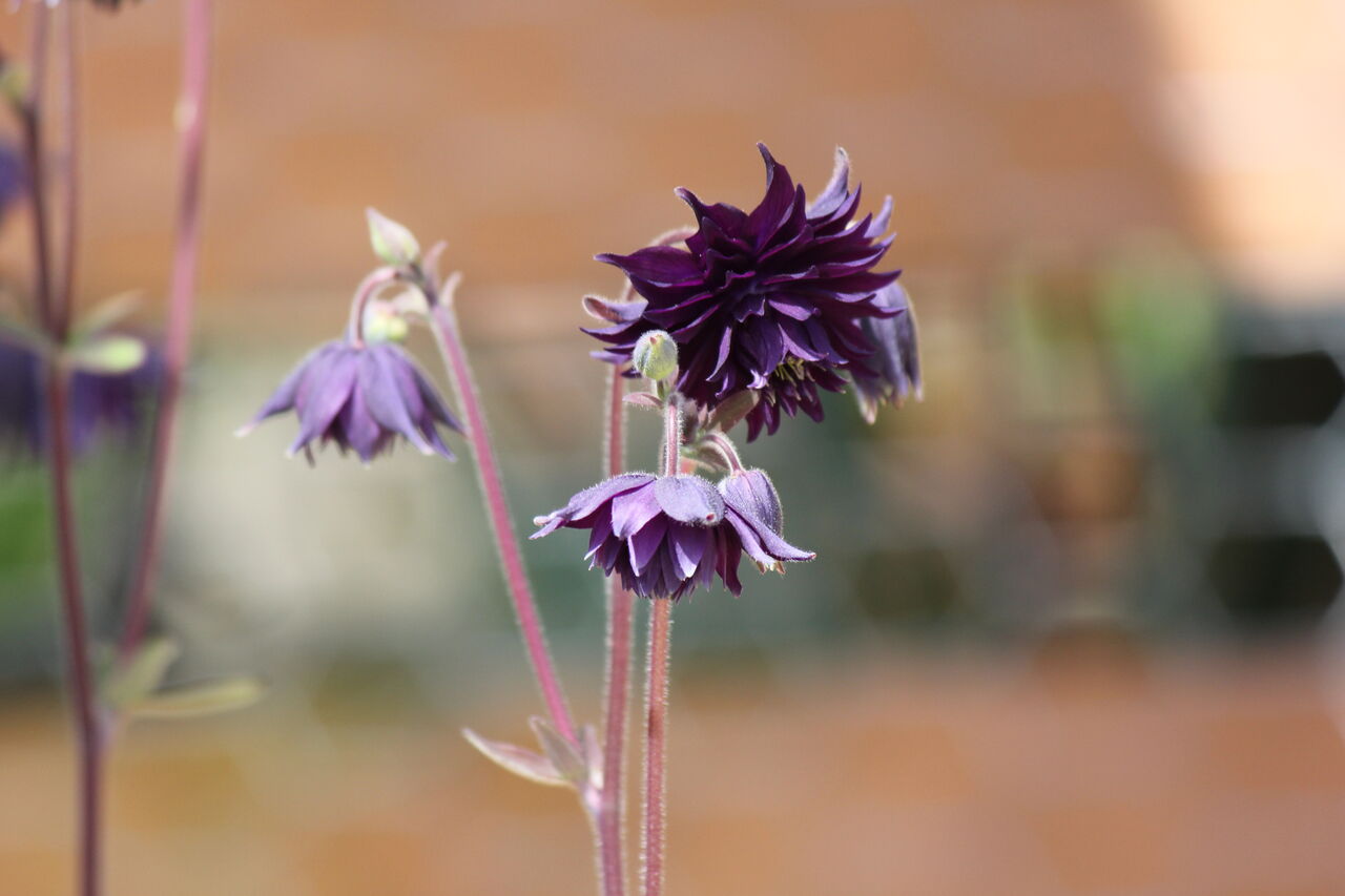 苧環 読めますか 田所大介の富山なんでも食遊記