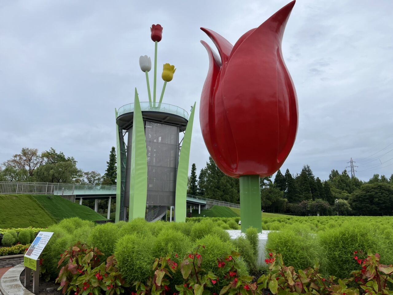 チューリップ公園がコキア公園に 田所大介の富山なんでも食遊記