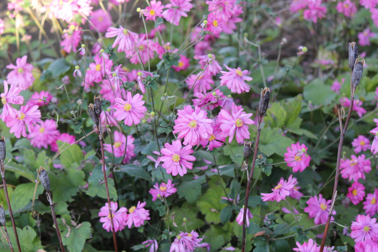 似通った花が同じ頃に咲く自然の面白さ 田所大介の富山なんでも食遊記