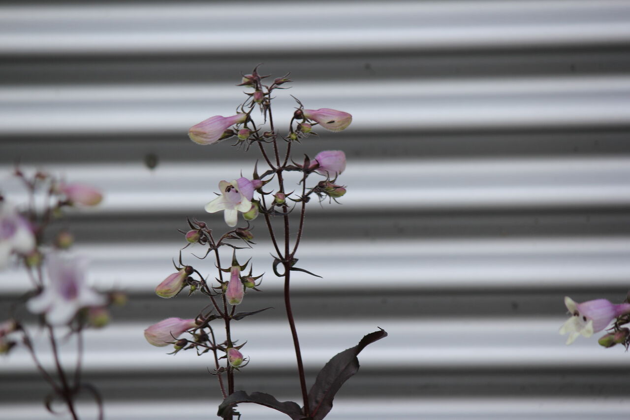 お客様宅の花を撮る 田所大介の富山なんでも食遊記