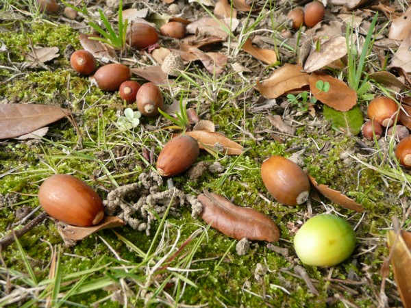 どんぐりコロコロ 田所大介の富山なんでも食遊記 どんぐりコロコロ 田所大介の富山なんでも食遊記