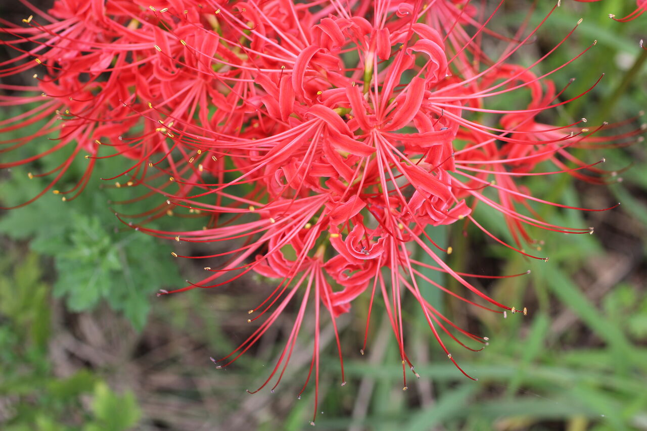 花との出会いは年に一度っきりなんですよね 田所大介の富山なんでも食遊記
